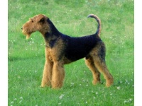 airedale_terrier2