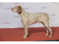 bourbonne-i_vizsla2