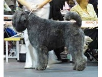 bouvier3