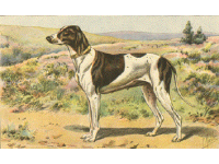 dupuy