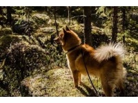 finnspitz1