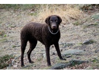 gndr_szr_retriever1