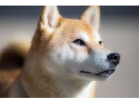 shibainu3