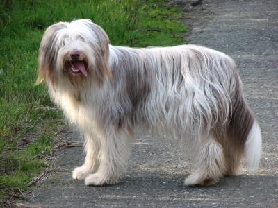 bearded_collie1