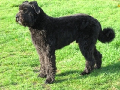 bouvier
