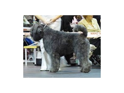 bouvier3
