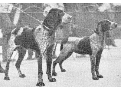 burgosi_vizsla2