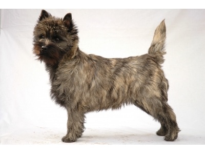 cairn_terrier1