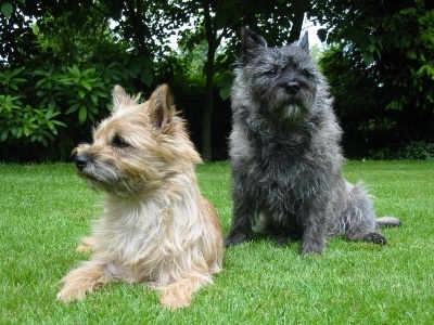 cairn_terrier2