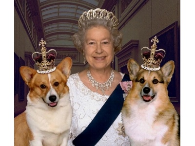 corgie3