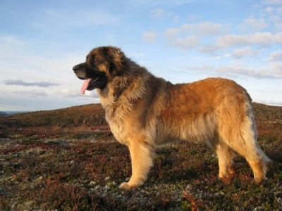 leonbergi1