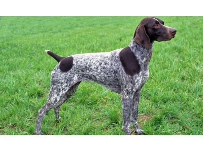 nmet_vizsla2