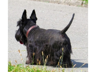 skt_terrier2