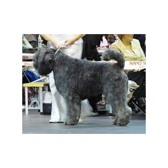bouvier3