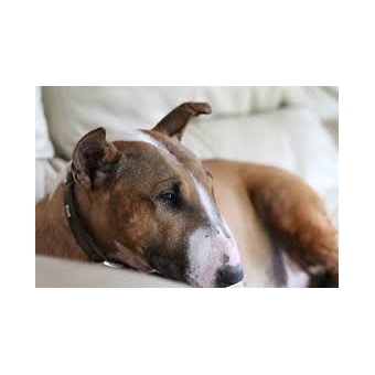 bullterrier1