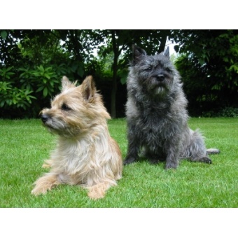 cairn_terrier2