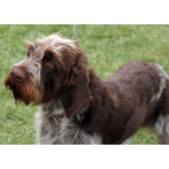 cseh_szlksszr_vizsla_1587554336