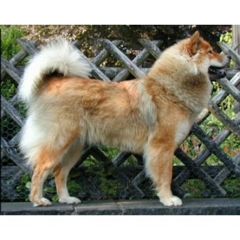 eurasier2