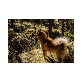 finnspitz1