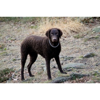 gndr_szr_retriever1