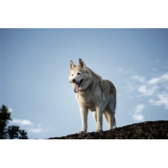 siberian6