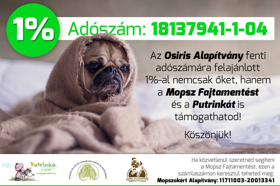 mopsz2