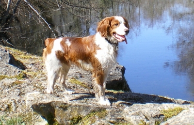 Breton Spaniel