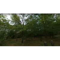 akcfa