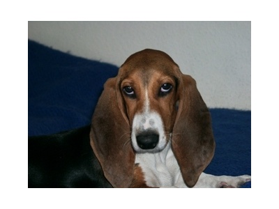 basset_artezien_norman